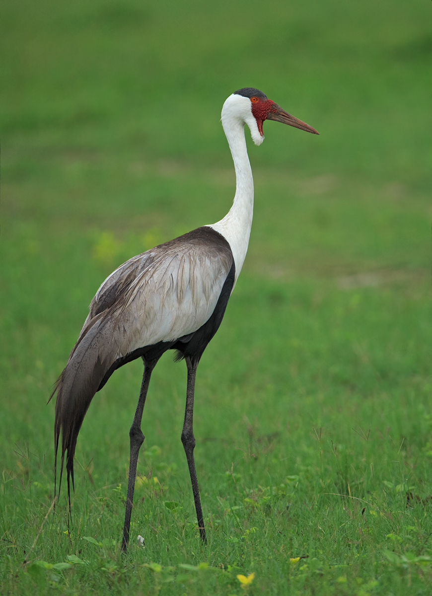 Wattled Crane
