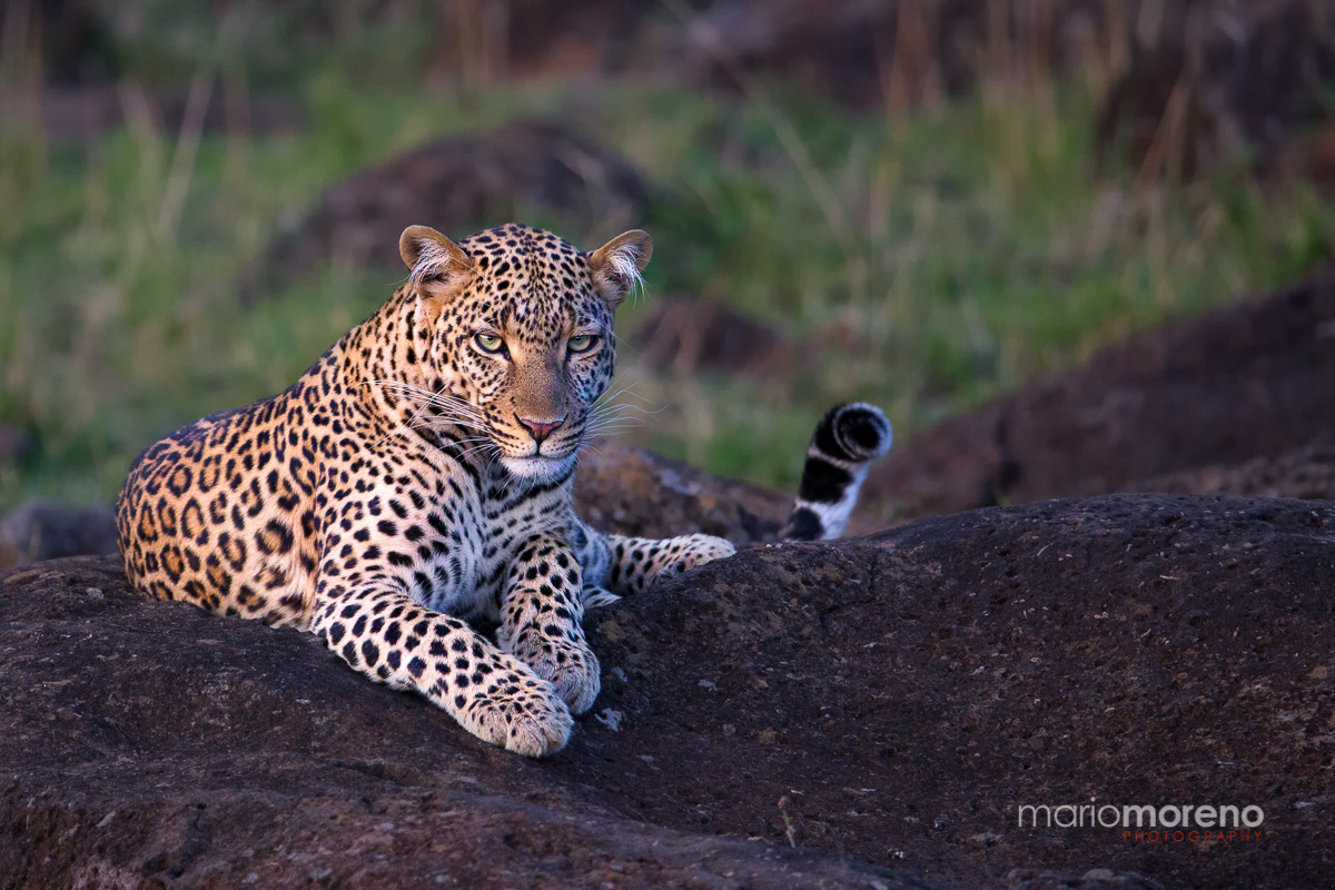 Spotted Beauty