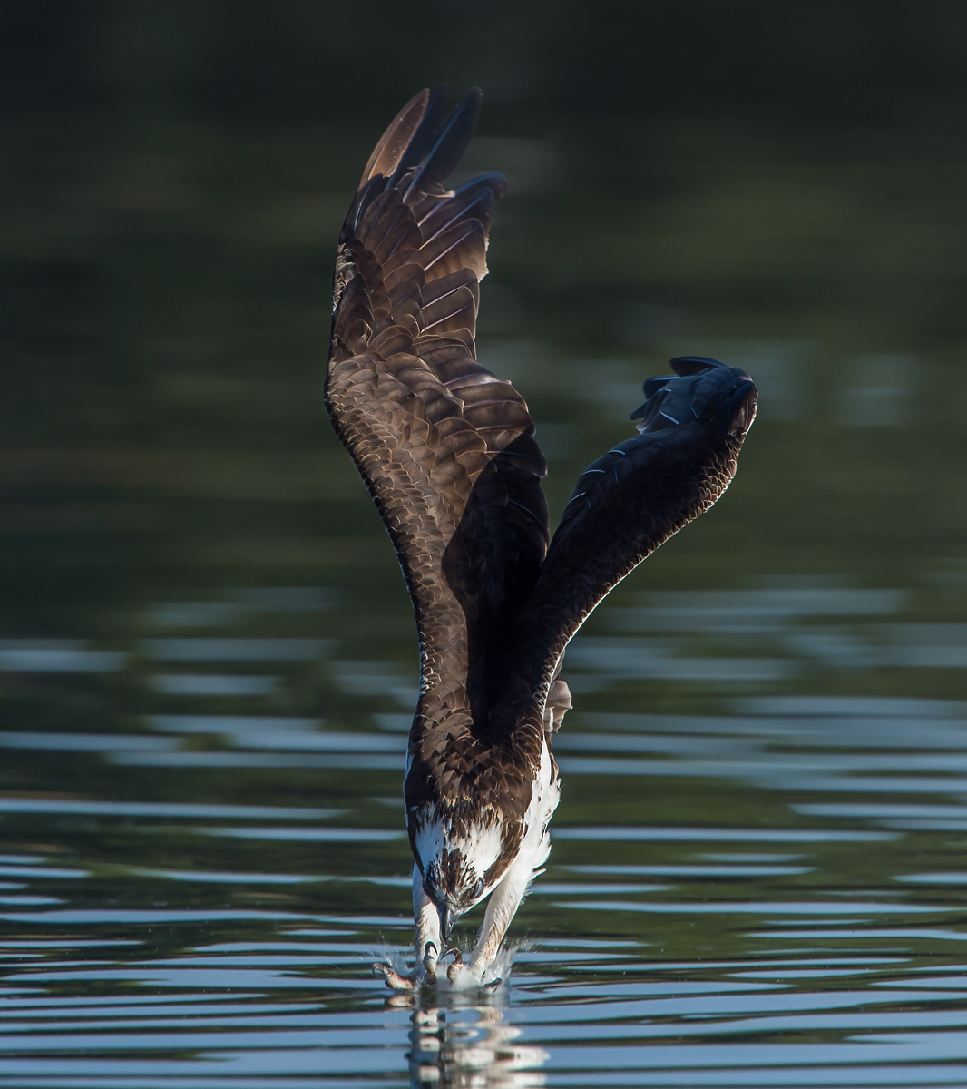 Osprey Splash