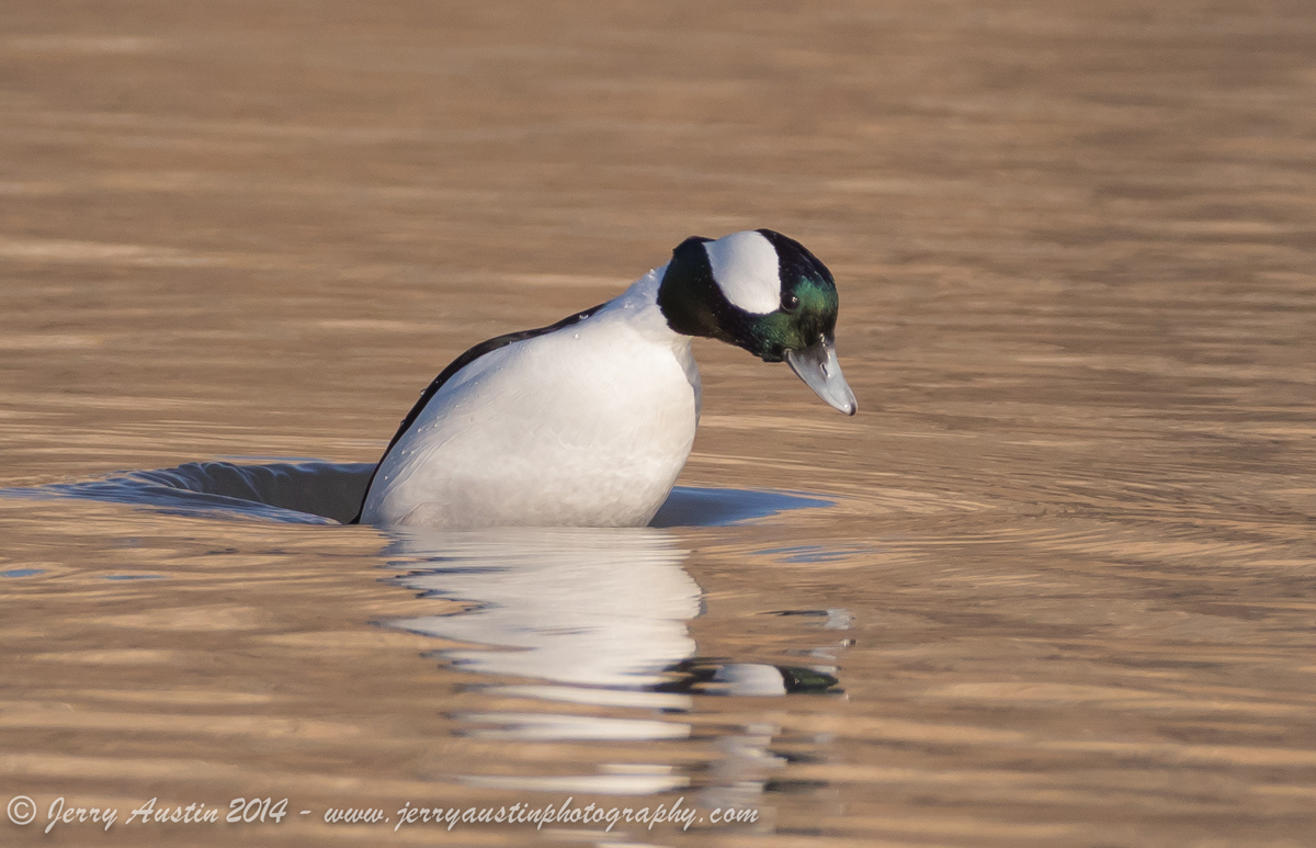 Bufflehead Dive