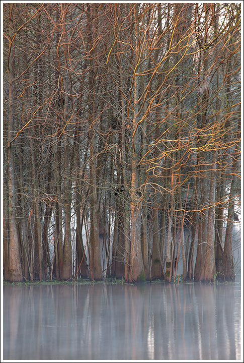 Early Morning Cypress