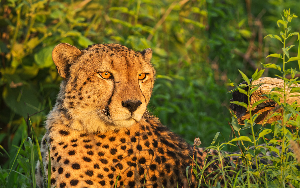 Sunset Cheetah