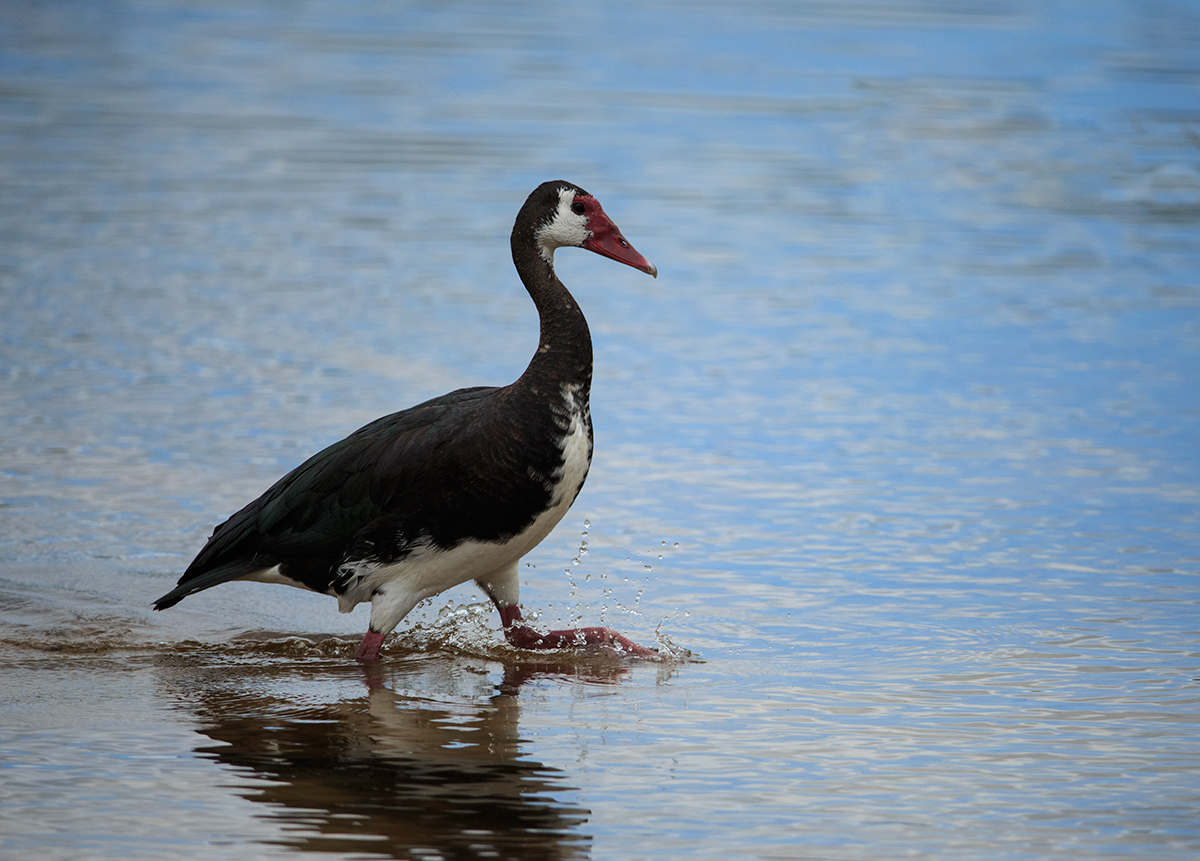 Spur Wing Goose