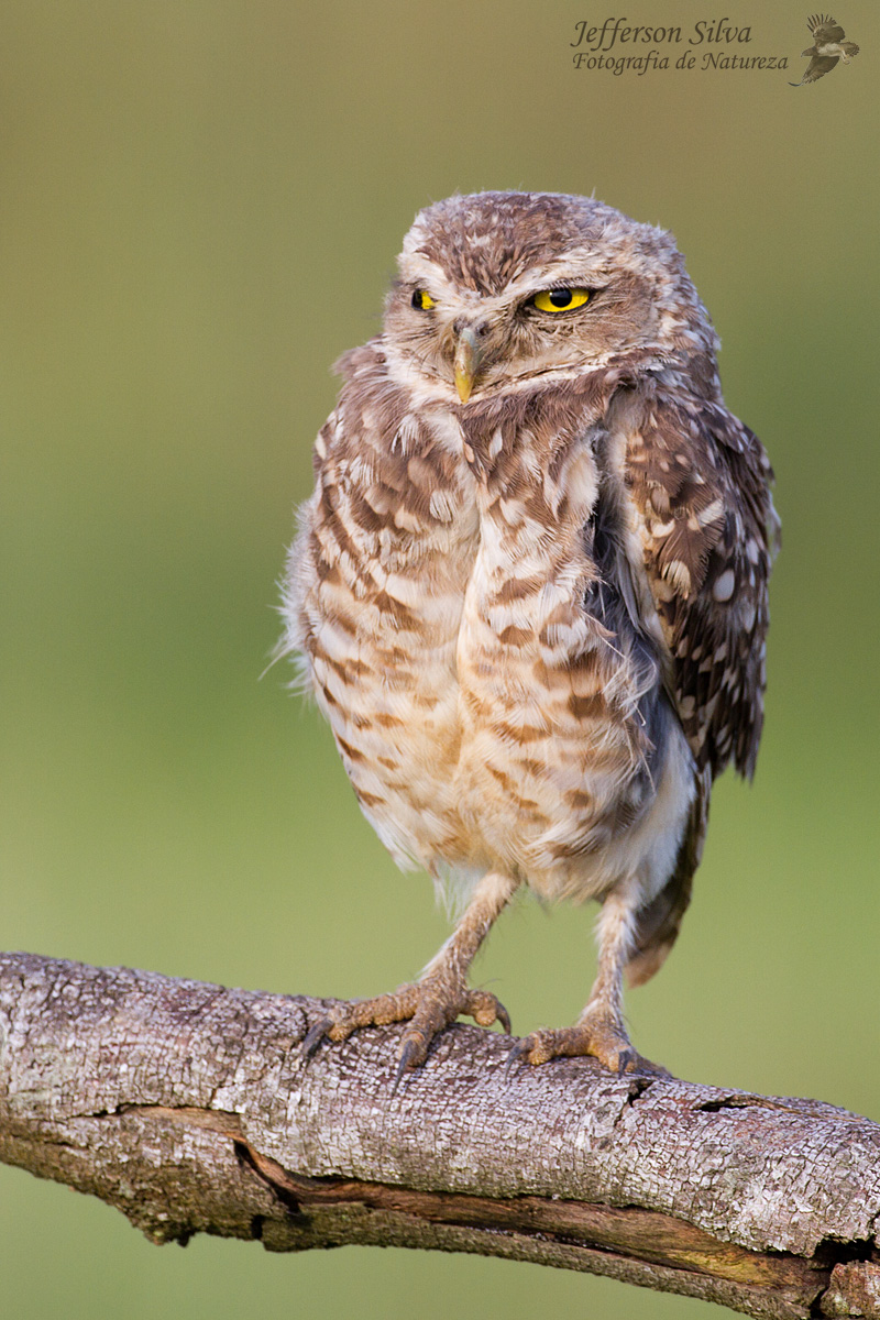 Burrowing Owl