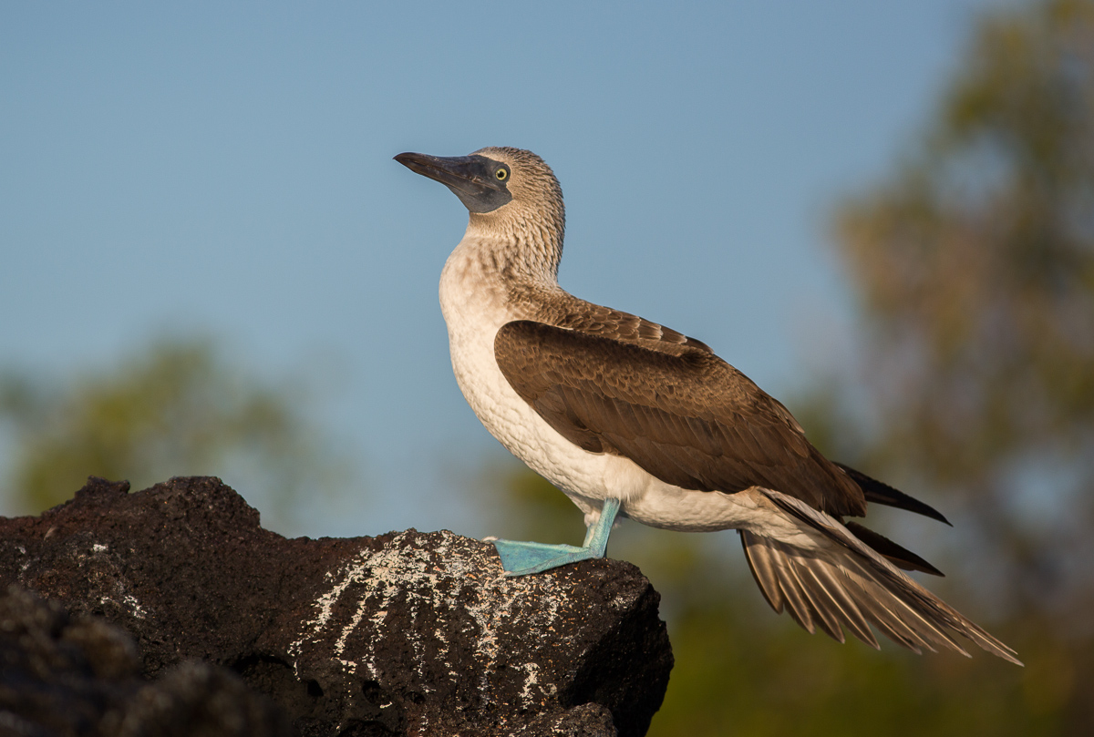 Blue-Footed Booby