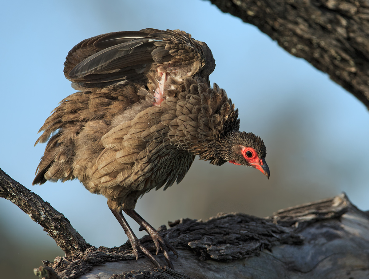 Swainson's Spurfowl