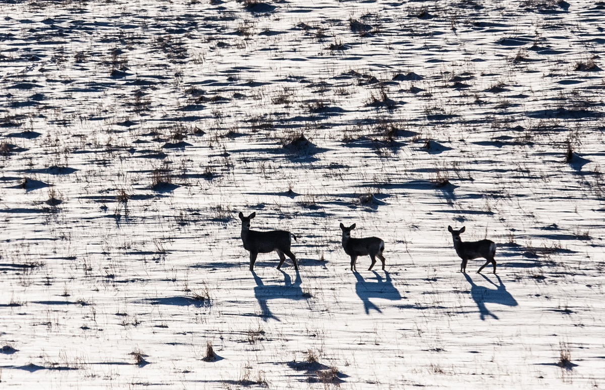 WC-668 Snow Shadows 1