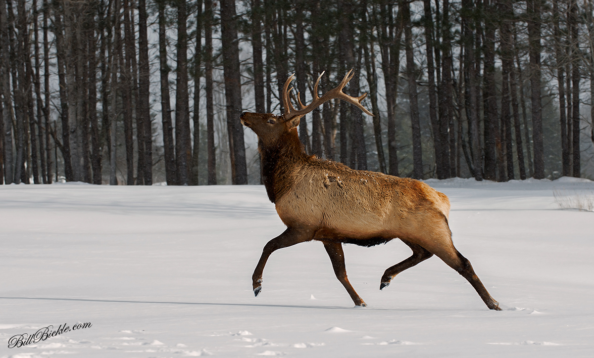 The Classic.... ELK 