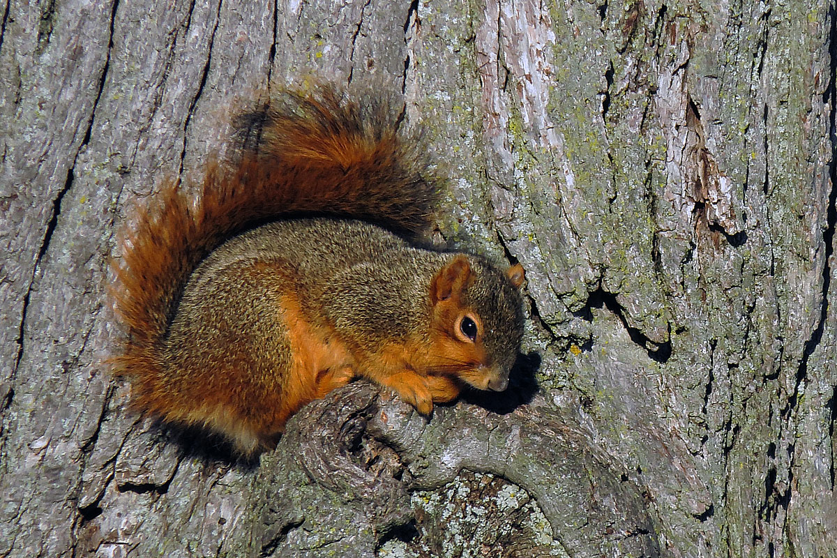 Sunning fox squirrel