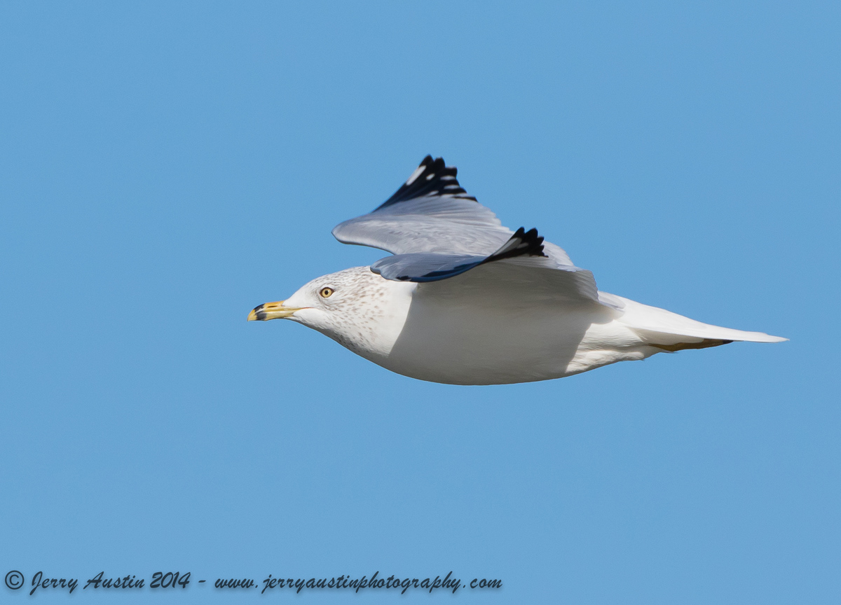 Gull Wing