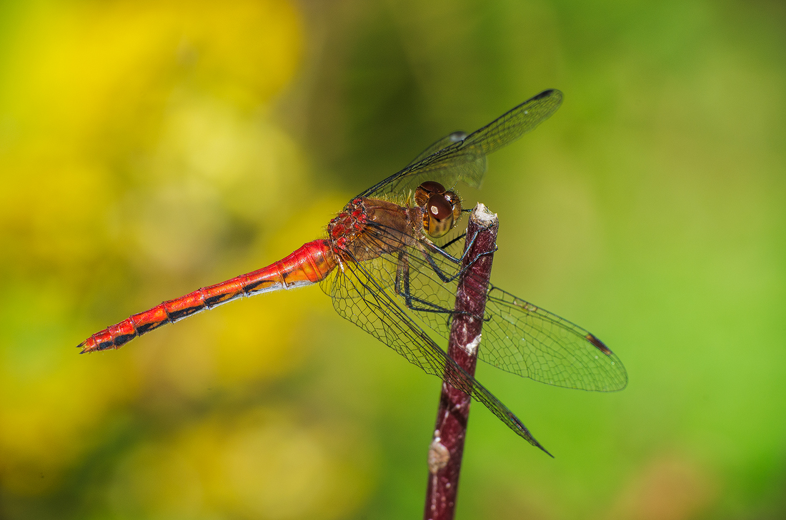 Meadowhawk