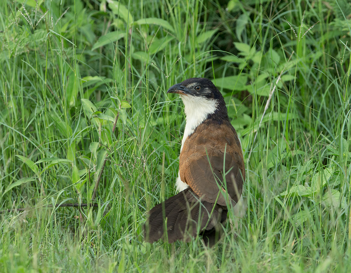 Burchell's Coucal