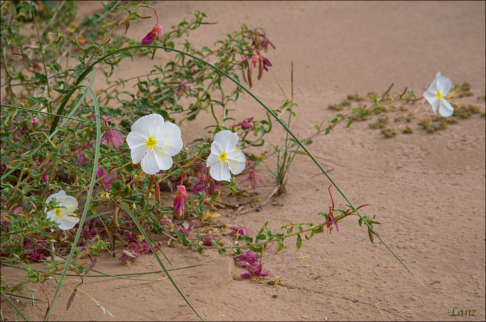 Desert Primrose