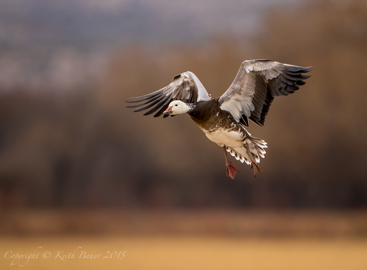 Blue Goose