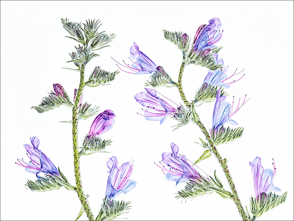 Transparent Echium