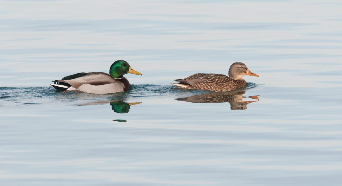 Pair of Mallards