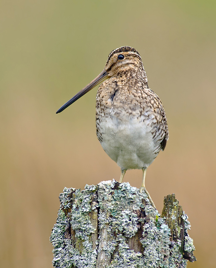 Common Snipe
