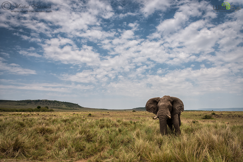 Just an elephant...