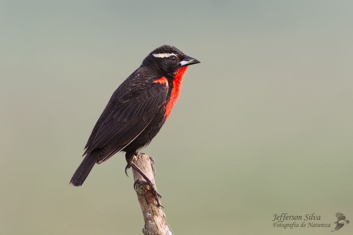 White-browed Blackbird