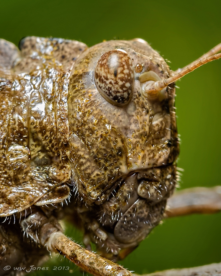 Grasshopper Whiskers