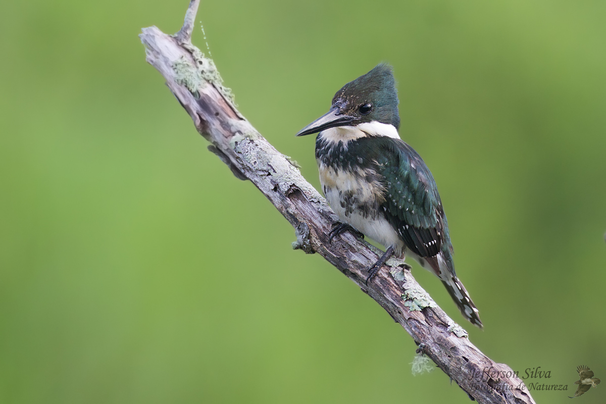 Green Kingfisher