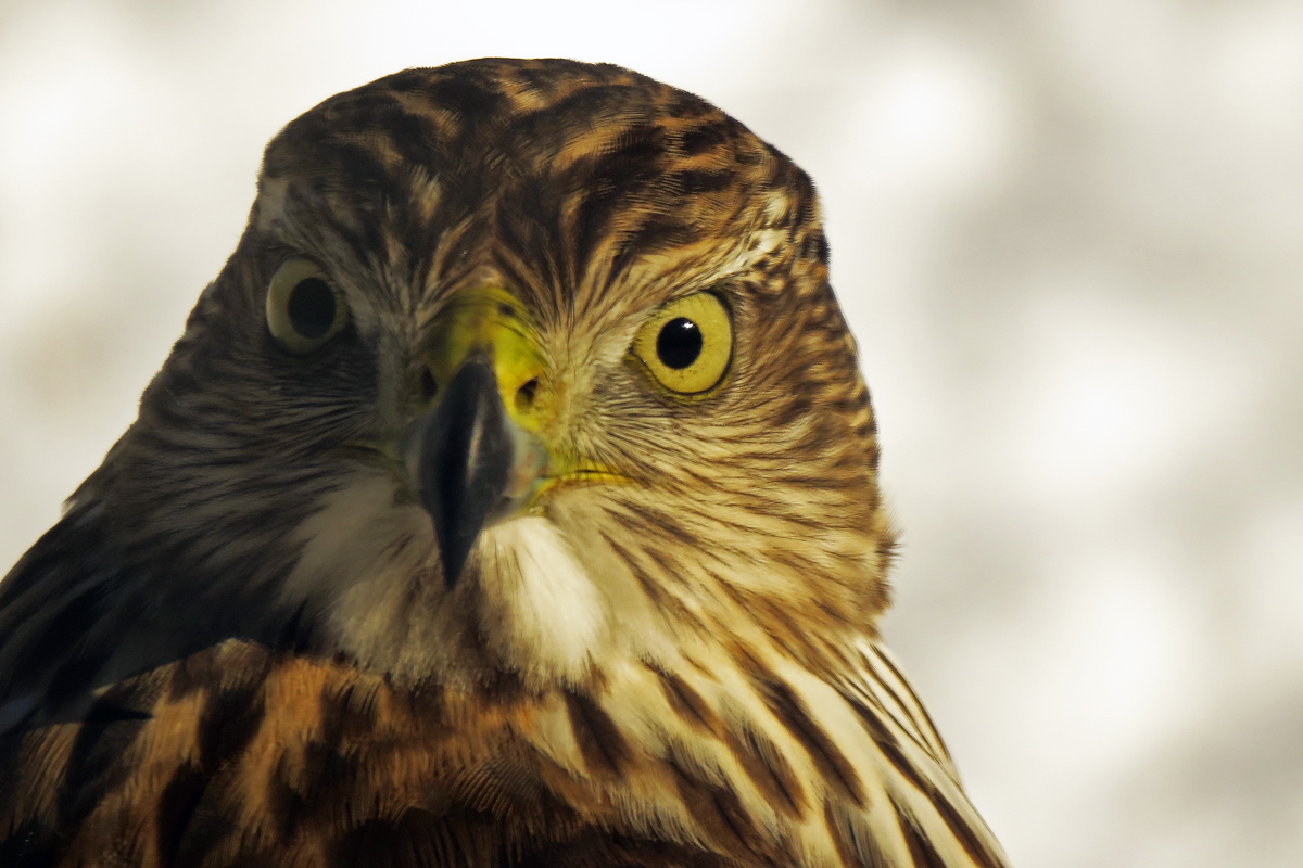 Coopers Hawk up close