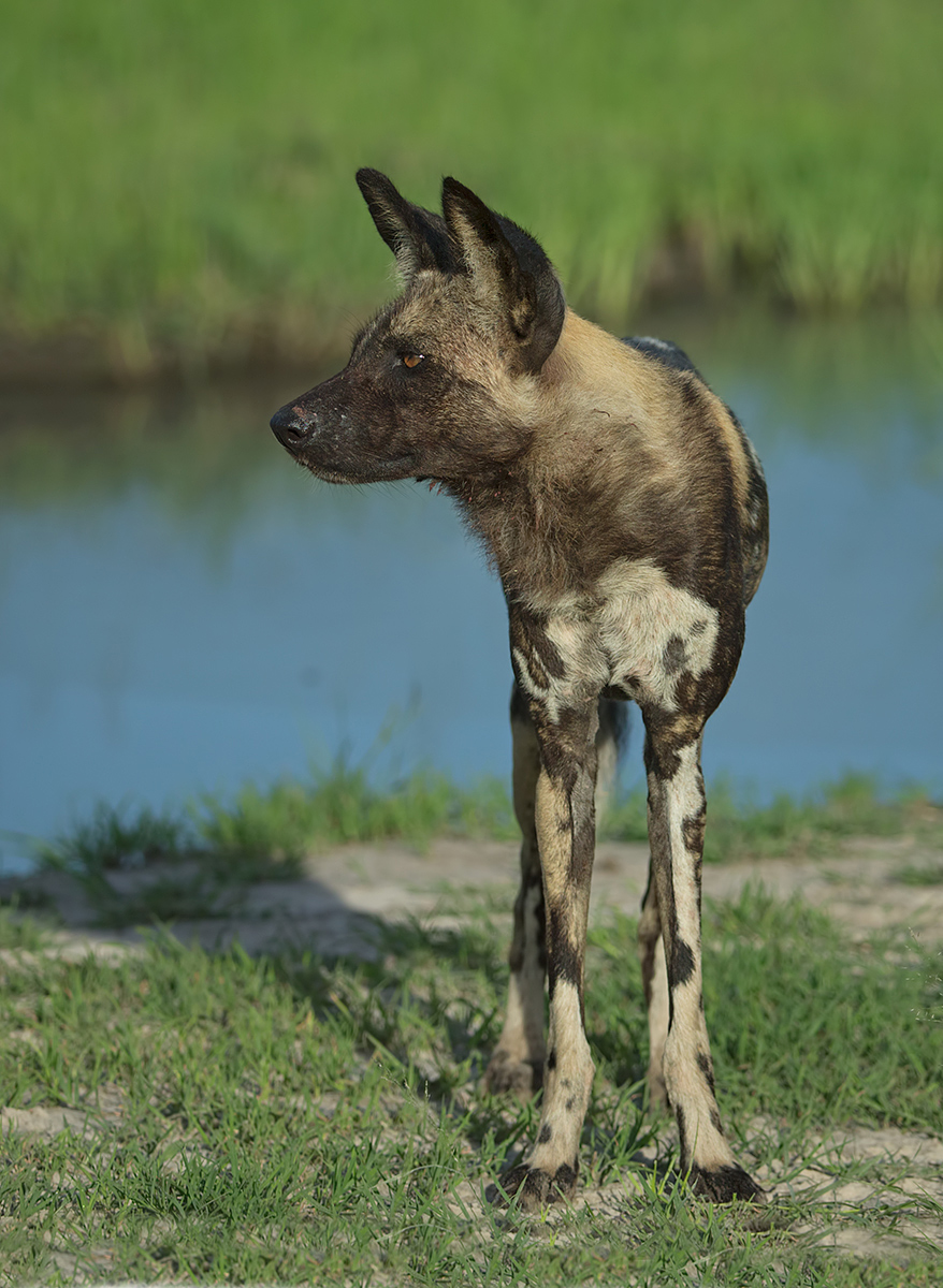 Wild Dog