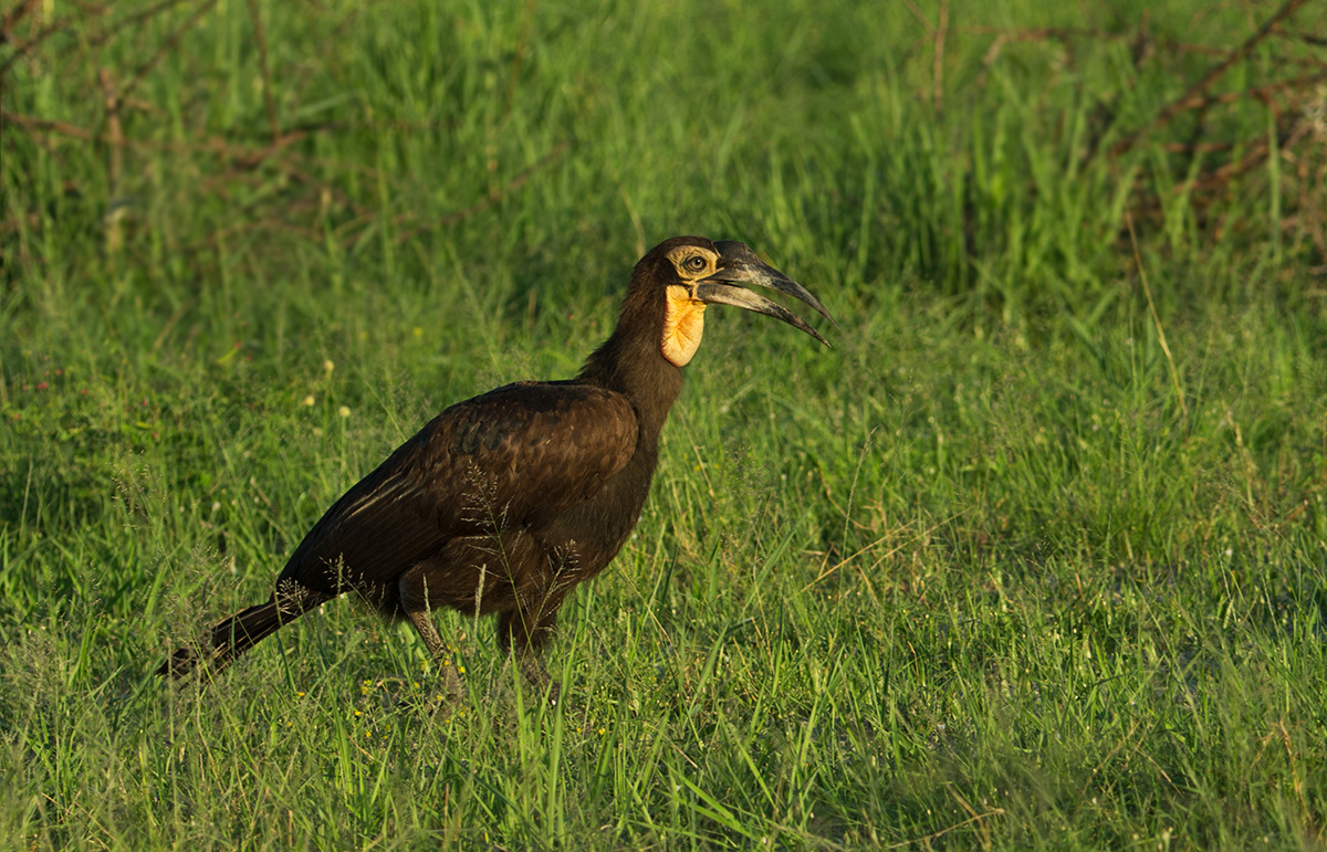 Southern Ground Hornbill