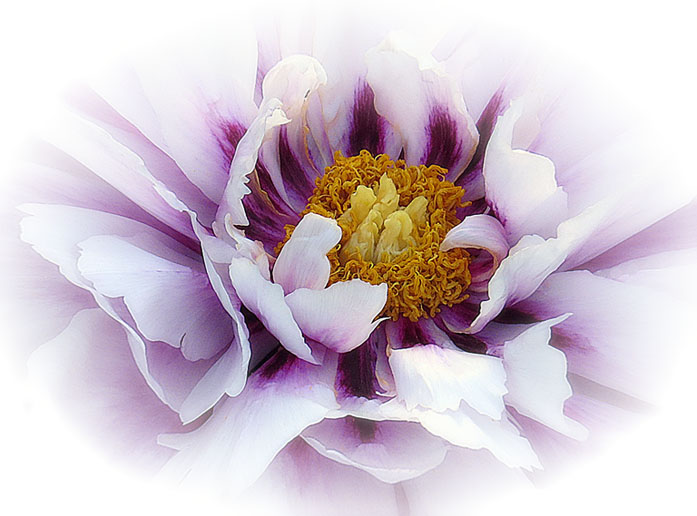 Pink & Purple Peony