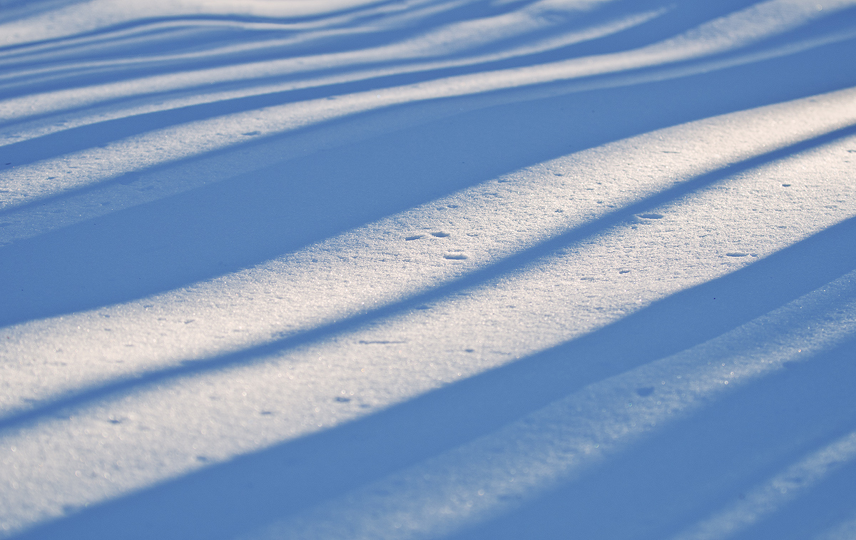 Winter Shadows