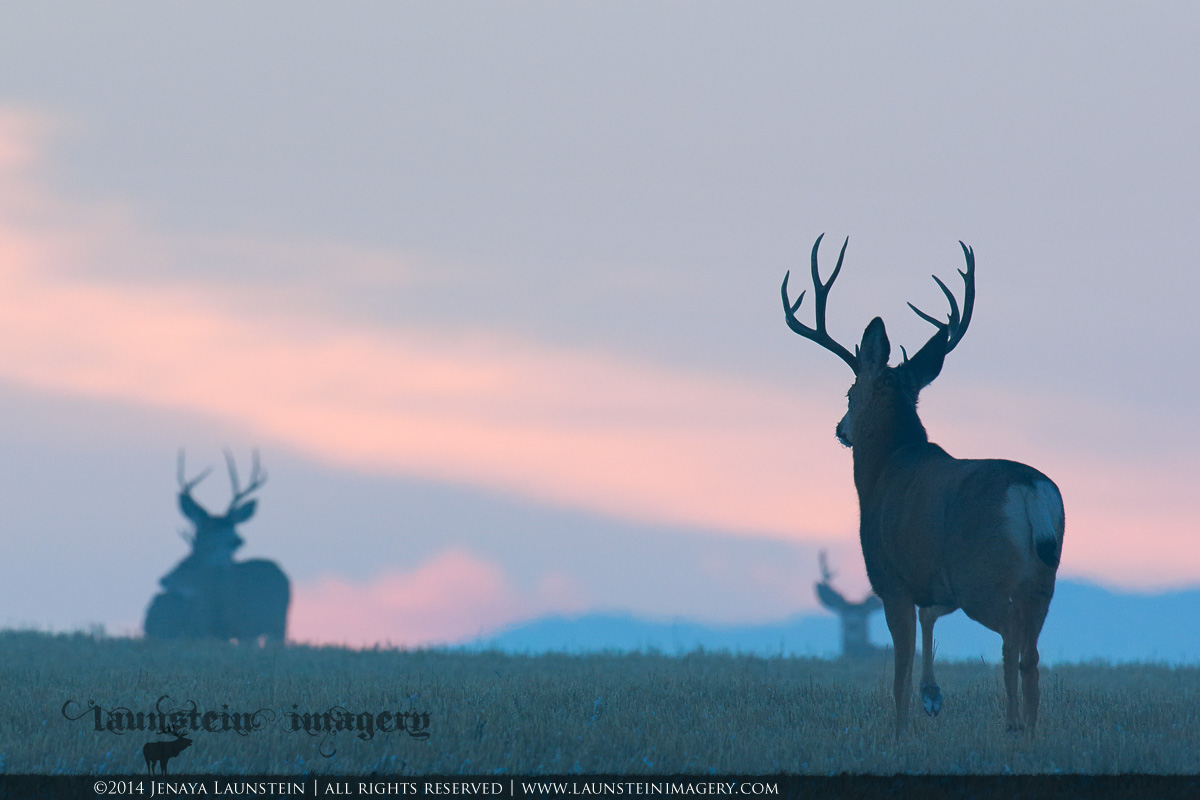 Sunset Bucks