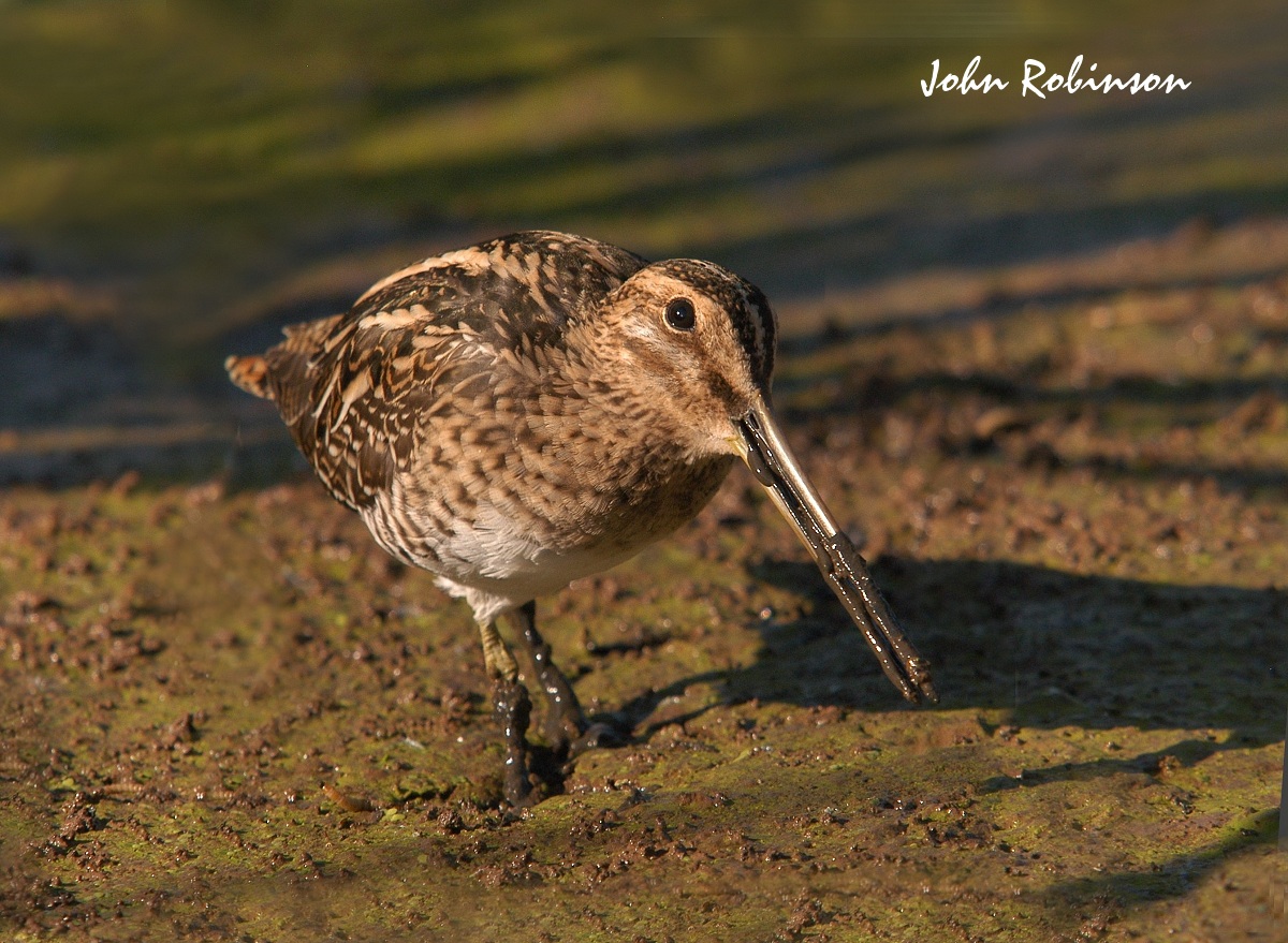 Muddy Snipe