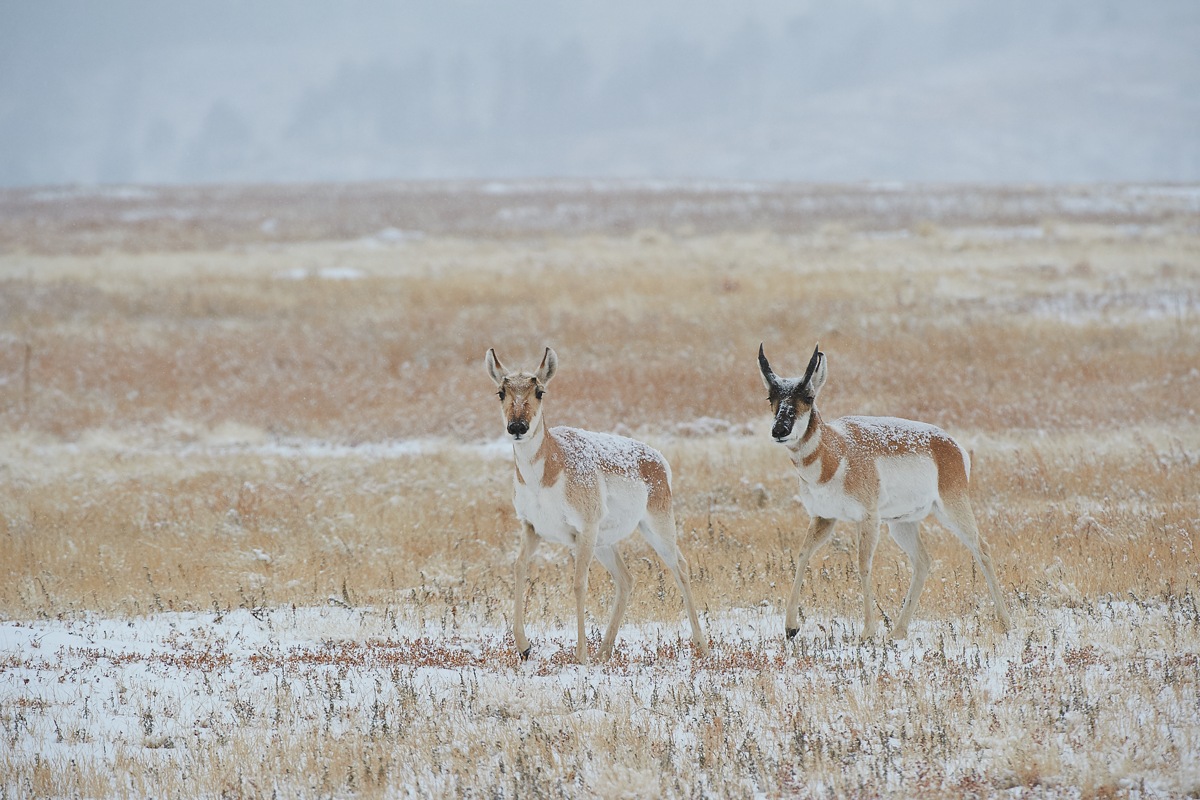 Pronghorn pair