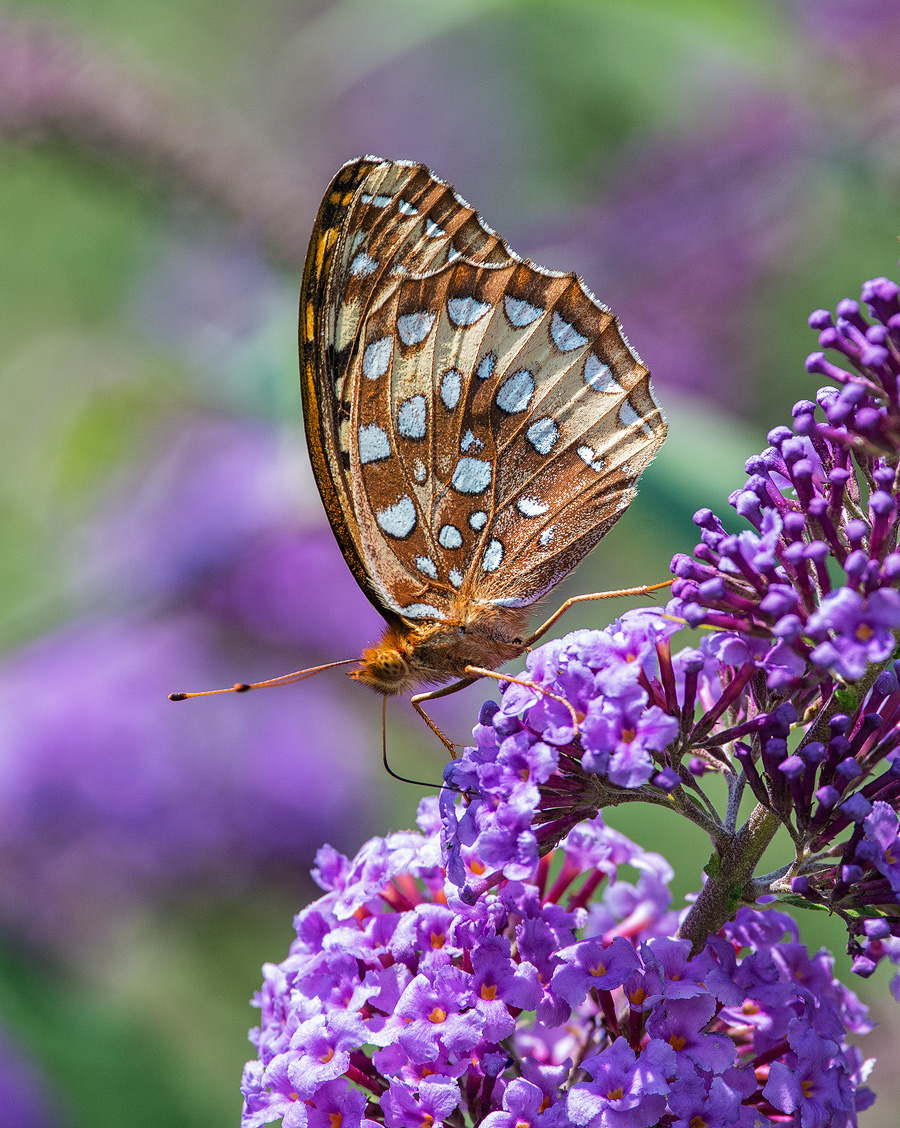 Feeding Fritillary 