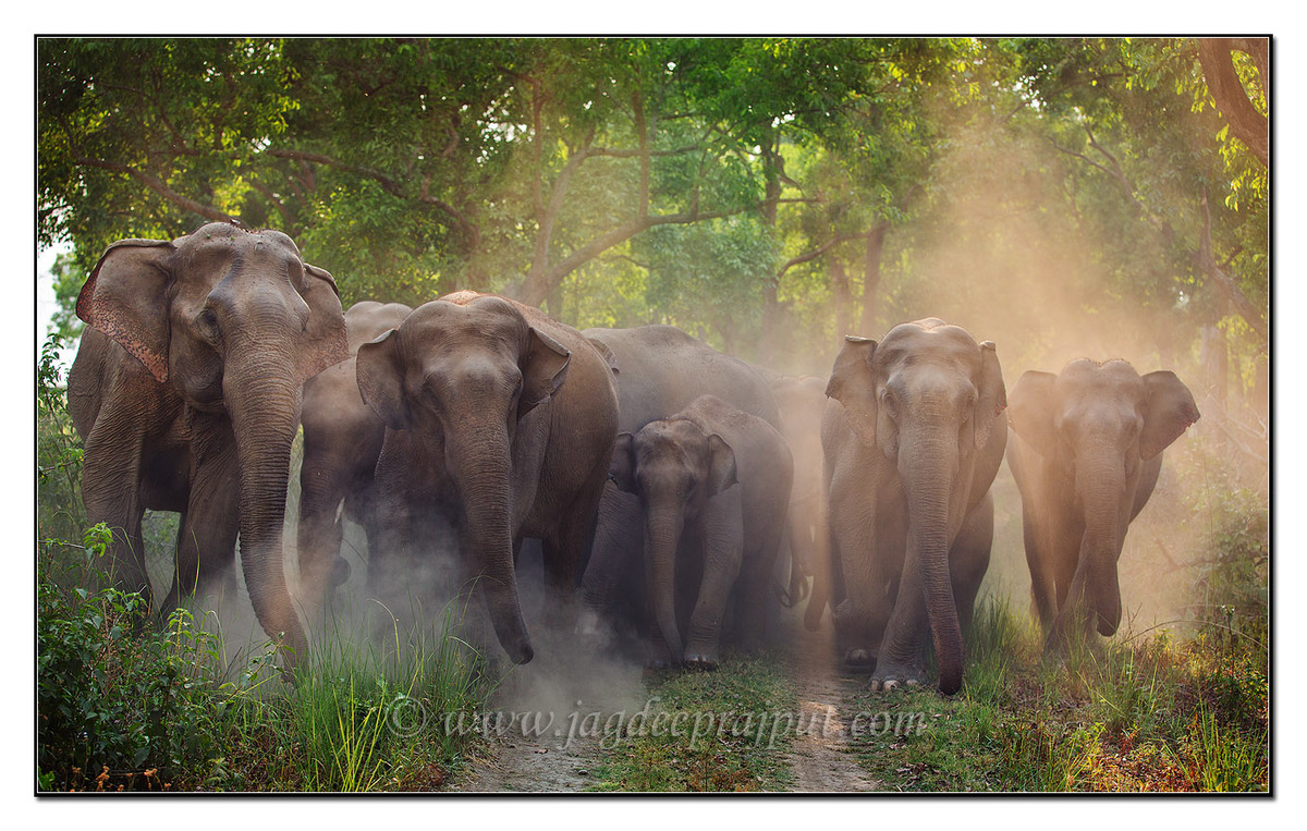 Indian Elephant Family