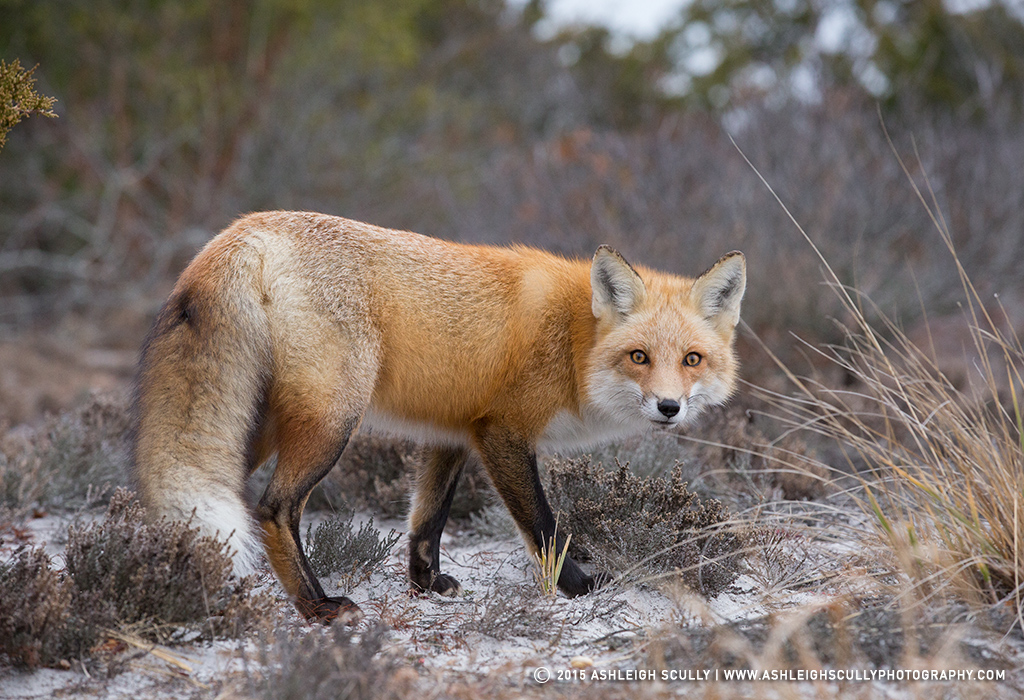 Red Fox