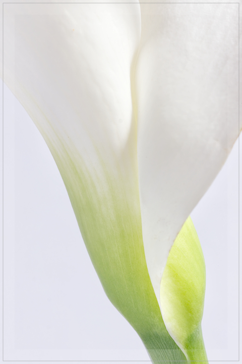 Calla Form