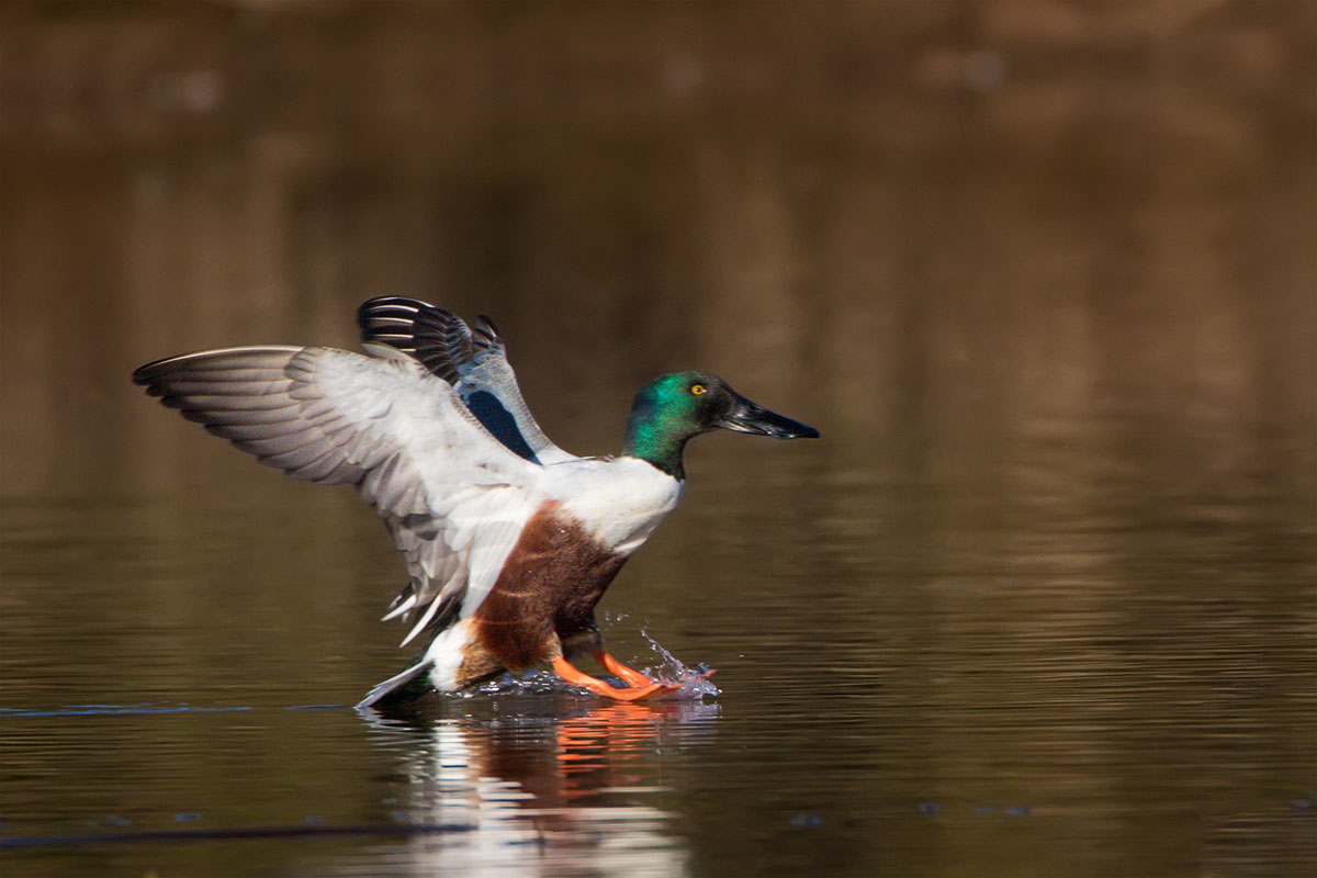 Northern Shoveler