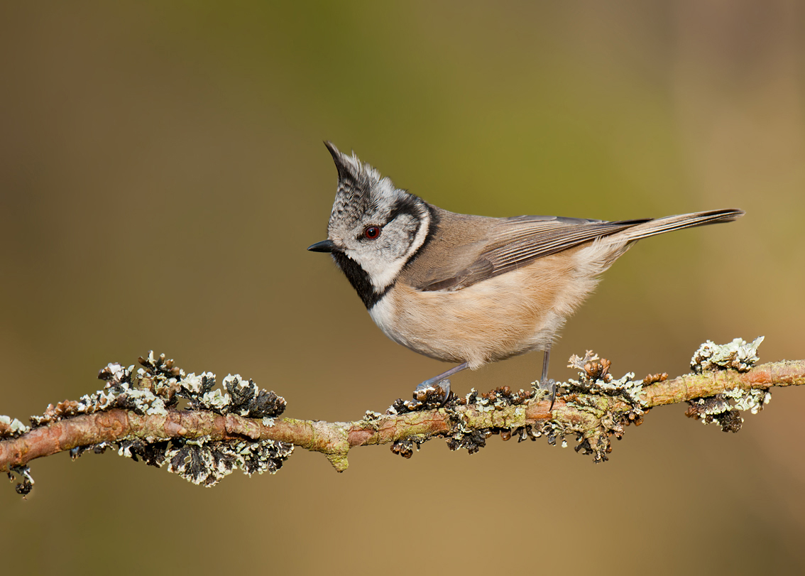 Crested Tit