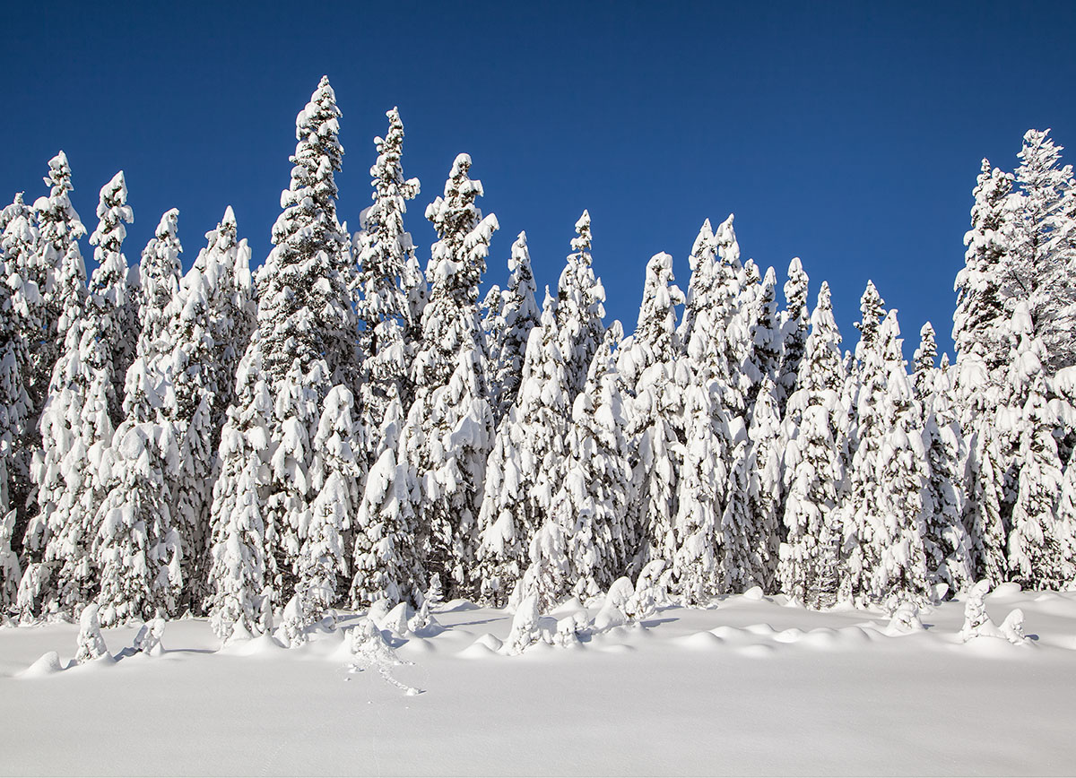 WC-669 Winter Evergreens