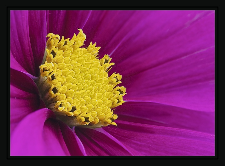 Cosmos 