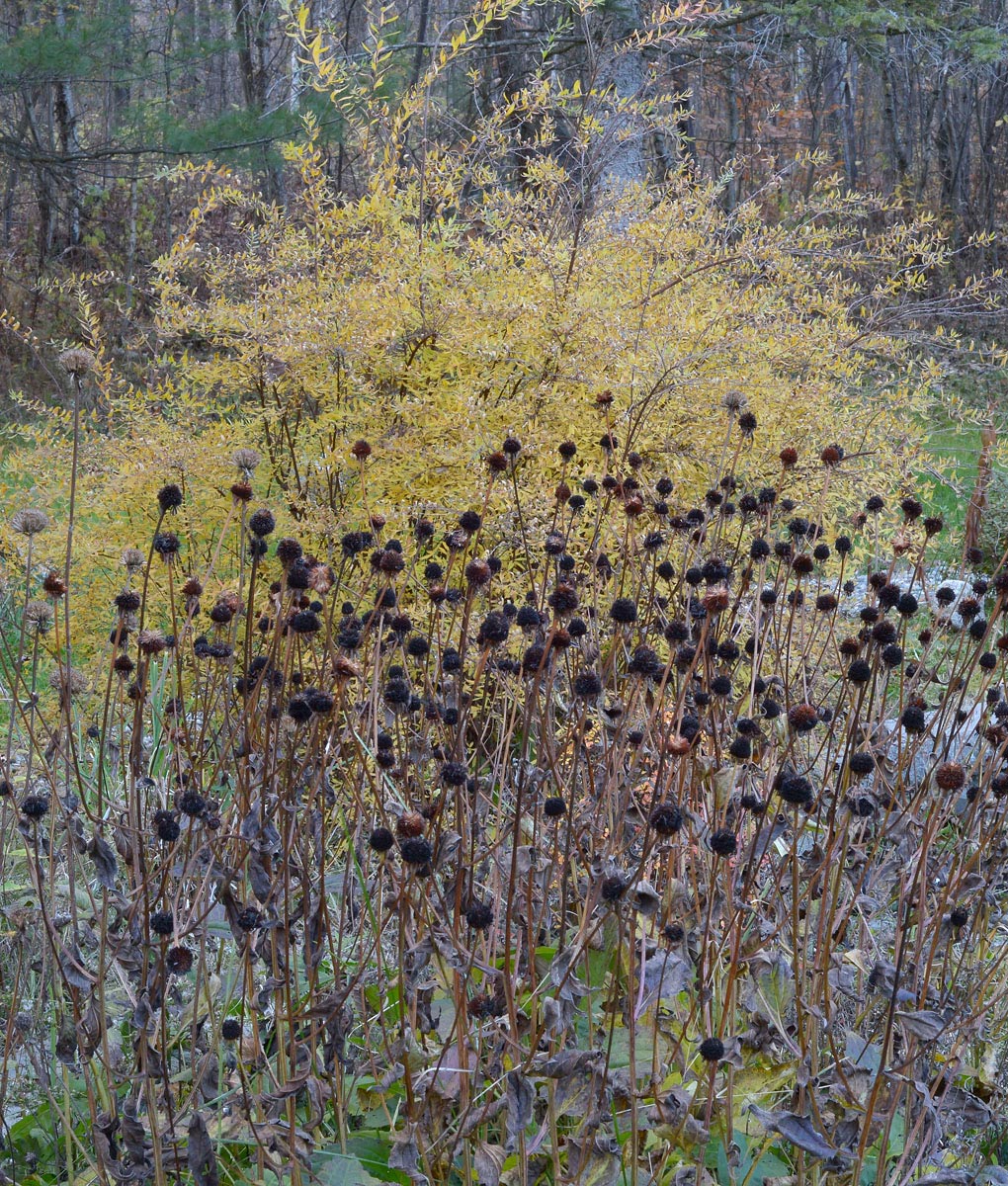 Late  autumn  scene