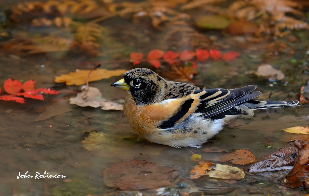 Brambling at pool