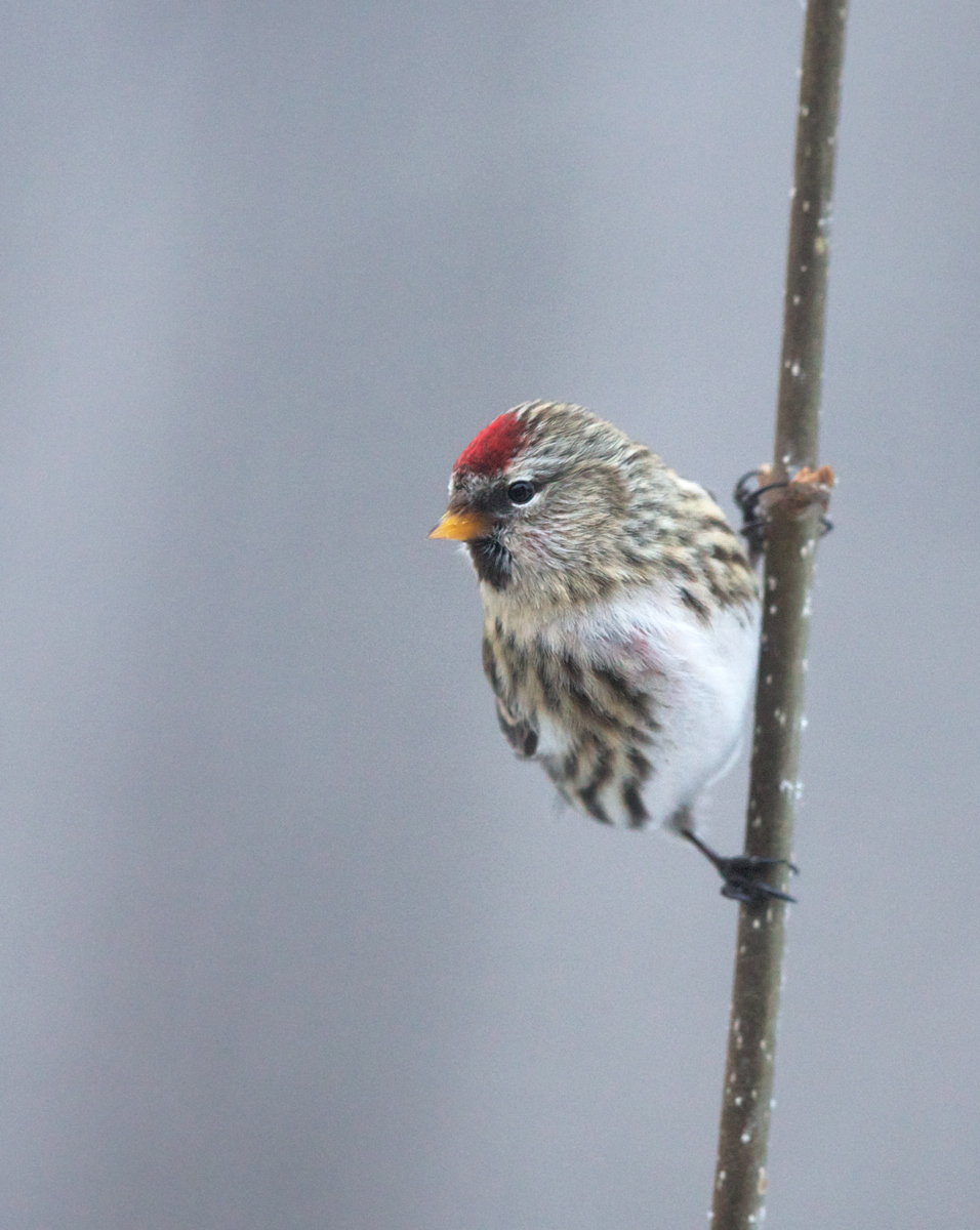 Common Redpoll