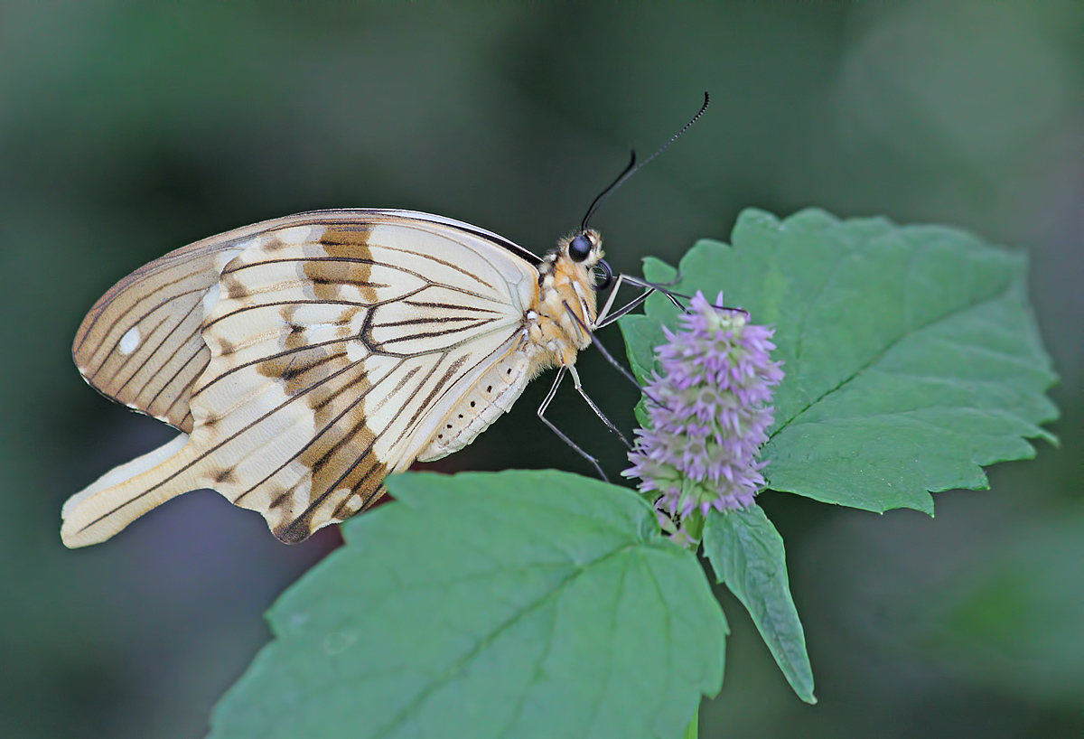 Mocker Swallowtail 