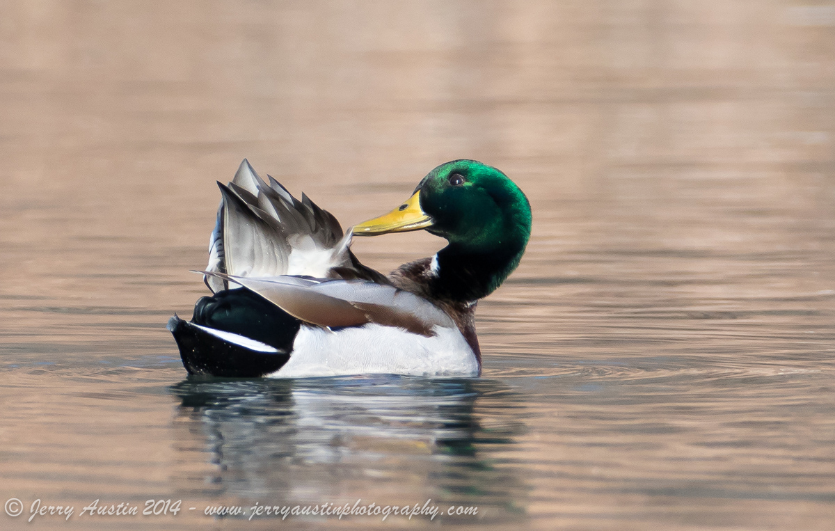 Preening Mallard