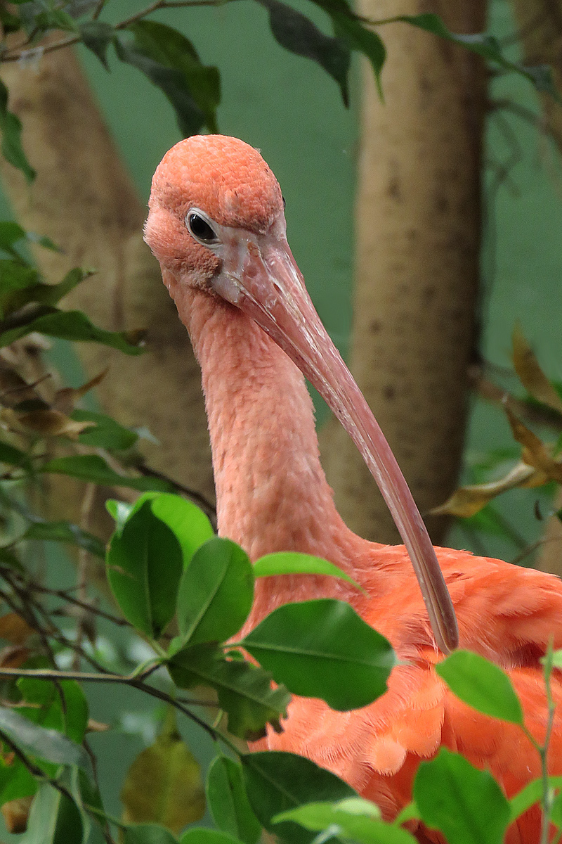 Scarlet Ibis, at the zoo