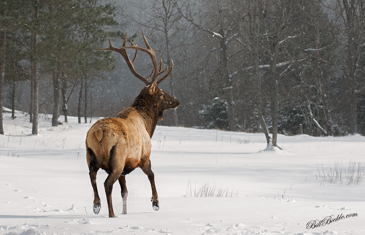 Bull Elk  Winter Scene 
