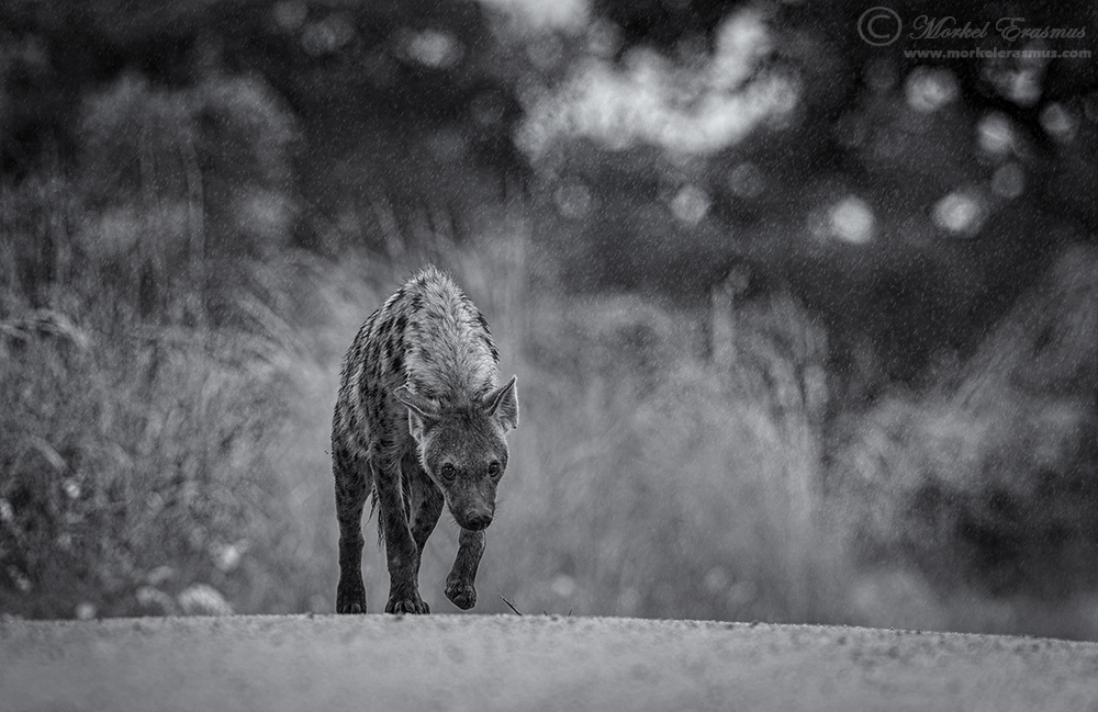 Scavenger in the Rain
