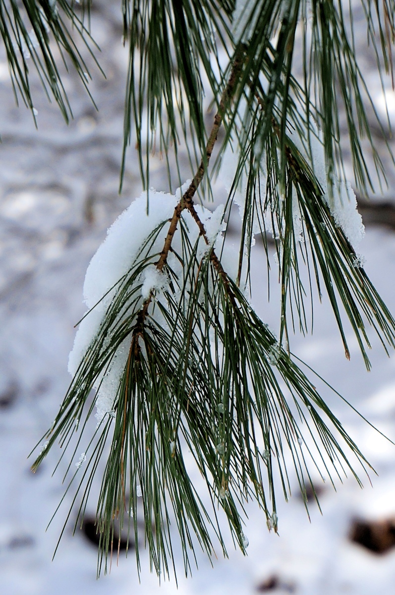 Chatfield White Pine 669